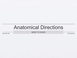 Anatomical Directions - Kleins