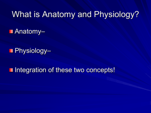 Body Planes and Directional Terms