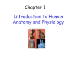 Essentials of Human Anatomy & Physiology