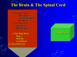 The Brain and the Spinal cord
