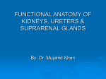 3.Kidney, Ureter & Suprarenal gland