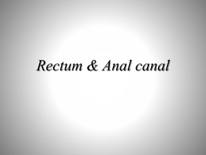 of the rectum