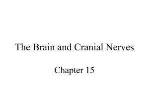 Cranial Nerve I