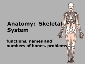 Anatomy: Skeletal System