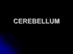 Neuro 09 Cerebellum Student