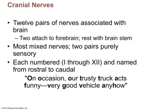 lecture 2 cranial nerves - Cal State LA