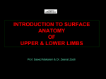 l21-surface anatomy