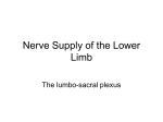 nerve supply of LEx ppt