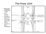 The anterior tibial artery