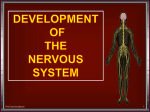 02 Development of the CNS