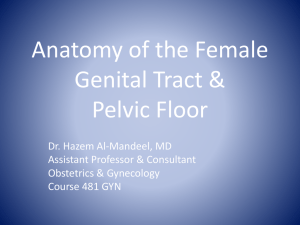 Anatomy of the Female Genital Tract & Pelvic Floor