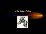 The Hip Joint - inetTeacher.com