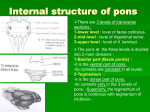 08. pons + midbrain