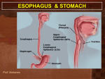 L1-GIT- Esophagus, stomach (11).