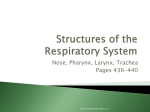 Ch 13 Structures of the Respiratory System