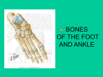 BONES OF THE FOOT AND ANKLE