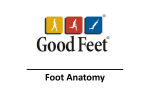Foot Anatomy - Goodfeettraining.com