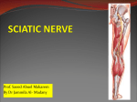 Lecture 18 - SCIATIC NERVE