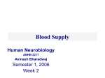 Blood Supply Human Neurobiology ANHB 2217 Avinash Bharadwaj
