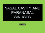 nasal cavity and paranasal sinuses