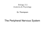 The Peripheral Nervous System