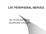 CAT PERIPHERAL NERVES