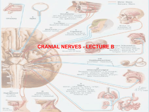 Cranial Nerve Nucle