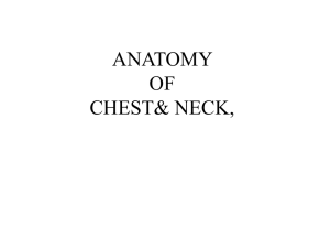 ANATOMY OF CHEST& NECK,