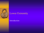 Lower Extremity