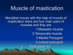 Muscle of mastication