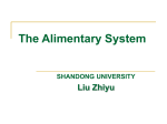 The Alimentary System