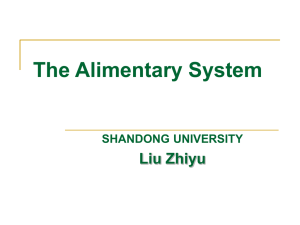 The Alimentary System