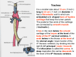 20-trachea