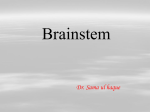 Brain stem