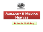 8-Axillary& Median Nerves
