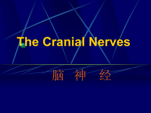 The Cranial Nerves