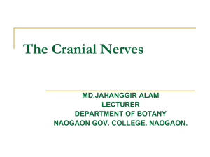 The Cranial Nerves