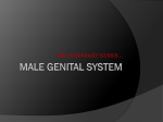 MALE GENITAL SYSTEM (yahya).