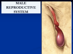 Male Pelvic Organs (2)