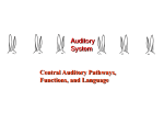 Auditory Language & Central Pathways
