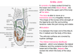 25-Ankle joint & tarsal
