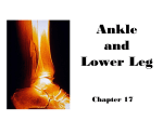Ankle and Lower Leg - ProvidencePanthersSportsMedicine