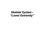 Skeletal System - “Lower Extremity”