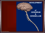 2-Development of cerebrum & cerebellum.Final