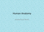 Human Anatomy