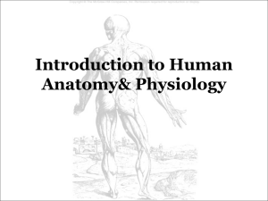 Introduction to Human Anatomy& Physiology