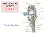 13-2nd, 3rd, 4th & 6th cranial nerves