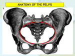 03 Pelvic walls, joints, vessels & nerves[1].