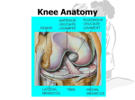 Knee Anatomy - Mr. Lesiuk