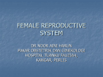 FemaleReproductiveSystem